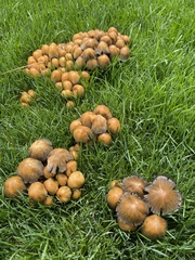 Coprinellus micaceus