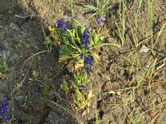 Delphinium uliginosum