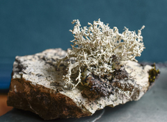 Ramalina scoparia