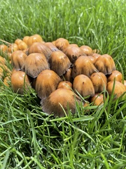 Coprinellus micaceus