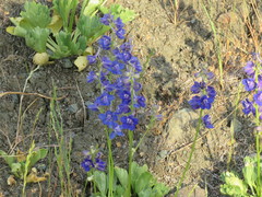 Delphinium uliginosum