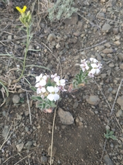 Clausia agideliensis