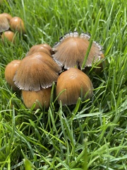 Coprinellus micaceus