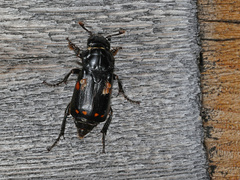 Nicrophorus pustulatus