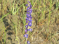 Bombus californicus