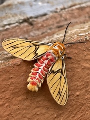 Balacra rubrostriata