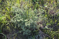 Prangos odontalgica