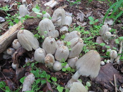 Coprinopsis strossmayeri