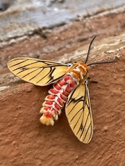 Balacra rubrostriata