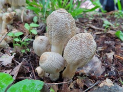 Coprinopsis strossmayeri
