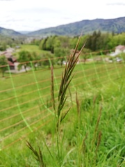 Bromus erectus
