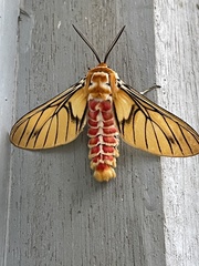 Balacra rubrostriata