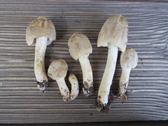 Coprinopsis strossmayeri