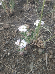 Clausia agideliensis