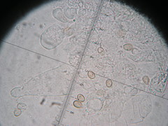 Coprinopsis strossmayeri