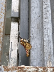 Balacra rubrostriata