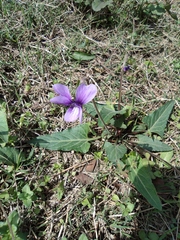 Viola japonica