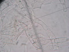 Coprinopsis strossmayeri