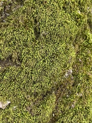 Pterigynandrum filiforme