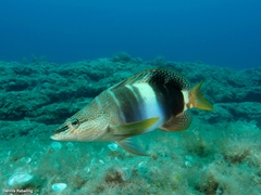 Serranus papilionaceus