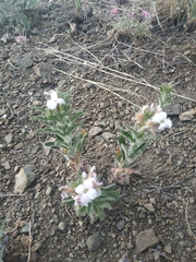 Clausia agideliensis