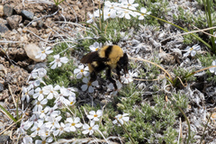 Bombus fervidus