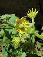 Sinosenecio oldhamianus