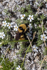 Bombus fervidus