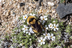 Bombus fervidus