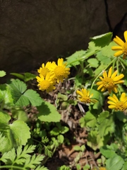 Sinosenecio oldhamianus