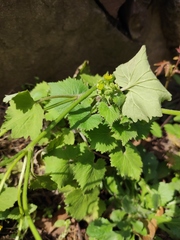 Sinosenecio oldhamianus