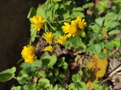 Sinosenecio oldhamianus