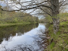 Pterigynandrum filiforme