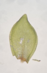 Pterigynandrum filiforme