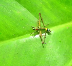 Paramastax rosenbergi