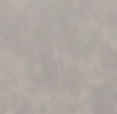 Catostomus commersonii