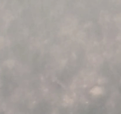 Catostomus commersonii