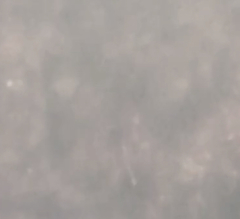 Catostomus commersonii