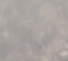 Catostomus commersonii