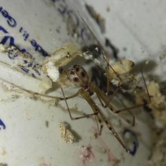 Hoplopholcus forskali