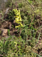 Corydalis balansae