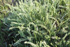 Tanacetum achilleifolium