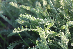 Tanacetum achilleifolium