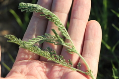Tanacetum achilleifolium