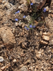 Evolvulus arizonicus