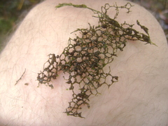 Hydrodictyon reticulatum