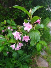 Weigela hortensis
