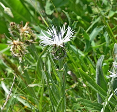 Centaurea napulifera