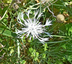 Centaurea napulifera