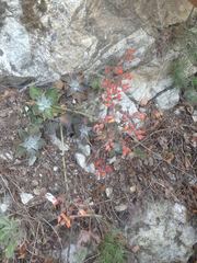Dudleya cymosa pumila